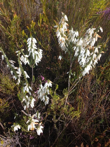 Image of Erica penduliflora by (c) Brian du Preez, some rights reserved (CC BY-SA)