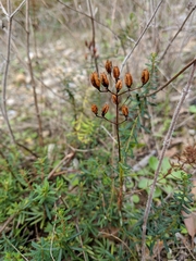 Hypericum empetrifolium