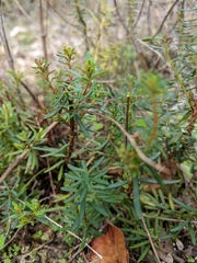 Hypericum empetrifolium