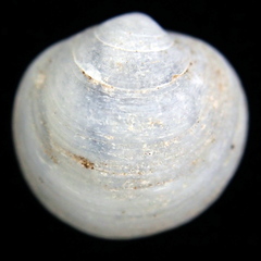 Image of Diplodonta punctata