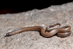 Ceboruco Centipede Snake photo 5
