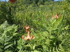 Lilium canadense