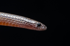 Ceboruco Centipede Snake photo 2