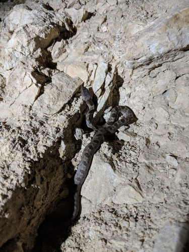 Telescopus fallax