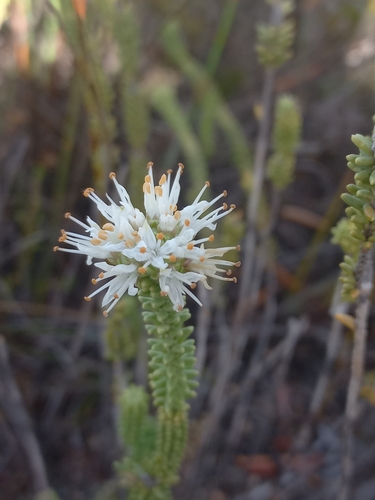 Image of Campylostachys cernua by (c) Brian du Preez, some rights reserved (CC BY-SA)