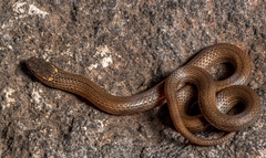 Ceboruco Centipede Snake photo 3