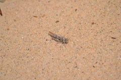 Trimerotropis huroniana