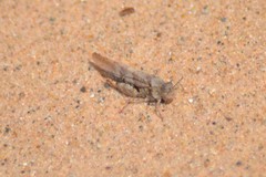 Trimerotropis huroniana