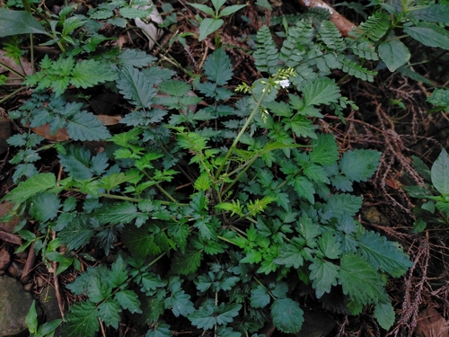 Image of Salvia hayatae by (c) Yu-Chang Chen, some rights reserved (CC BY)