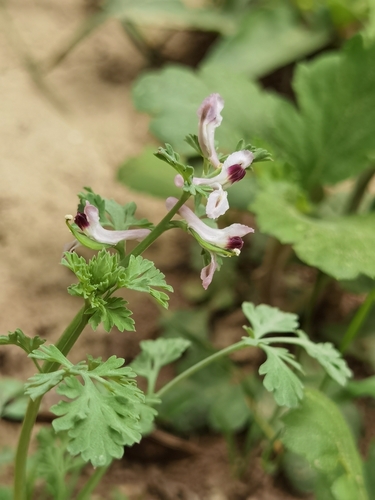 Corydalis bungeana