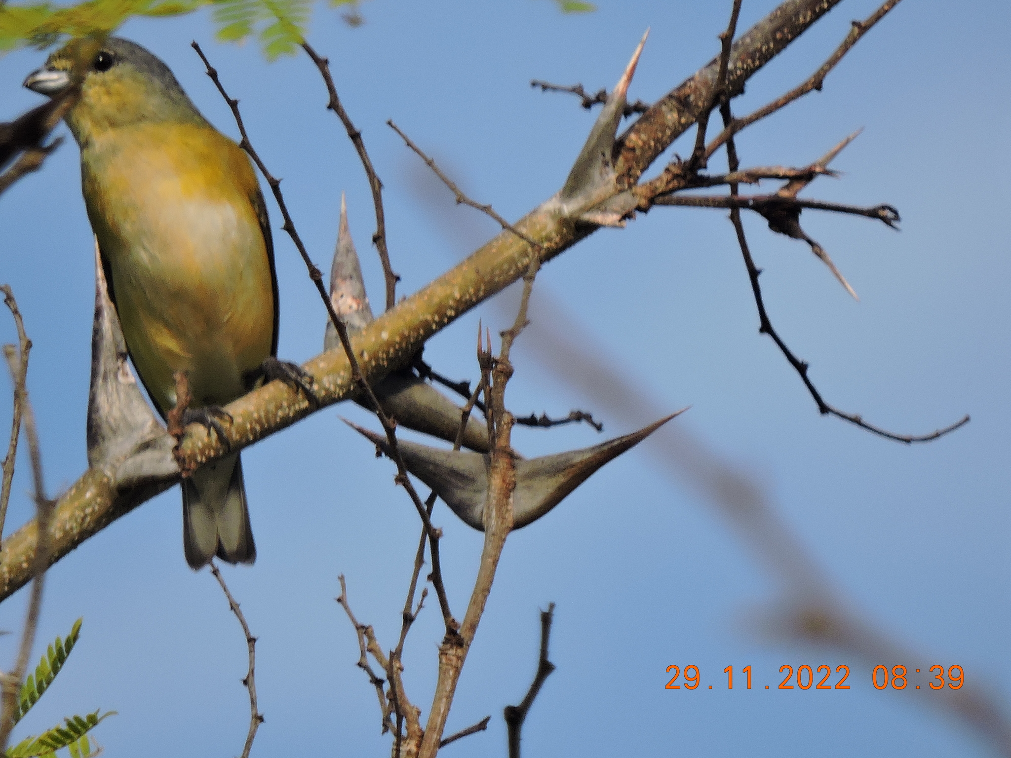 West Mexican Euphonia illustration