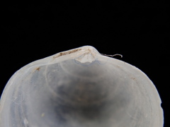 Diplodonta punctata