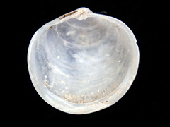 Diplodonta punctata