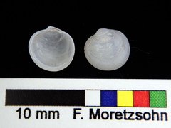 Diplodonta punctata