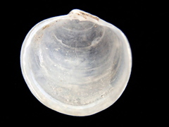 Diplodonta punctata