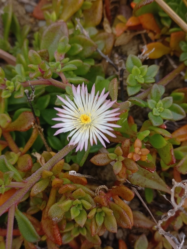Image of Mesembryanthemum paulum by (c) Brian du Preez, some rights reserved (CC BY-SA)