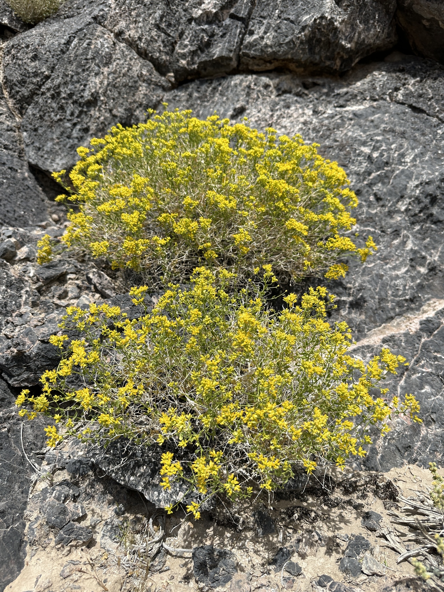 Amphipappus fremontii Torr. & A.Gray