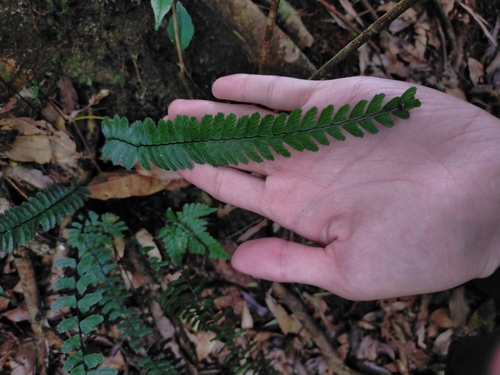 Image of Asplenium normale by (c) Yu-Chang Chen, some rights reserved (CC BY)