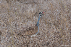 Eupodotis senegalensis