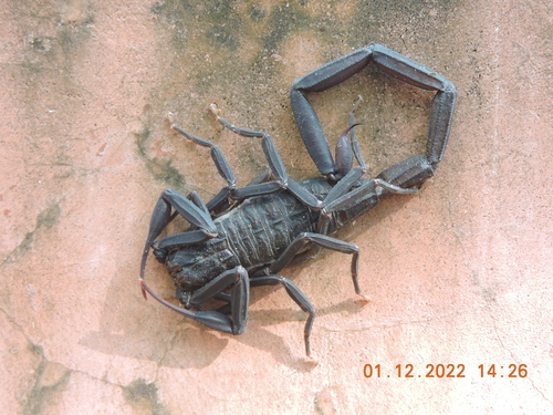 Centruroides nigrescens