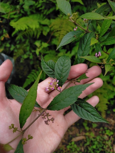 Image of Callicarpa randaiensis by (c) Yu-Chang Chen, some rights reserved (CC BY)