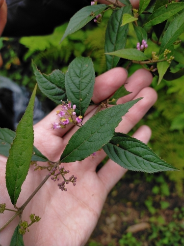 Image of Callicarpa randaiensis by (c) Yu-Chang Chen, some rights reserved (CC BY)