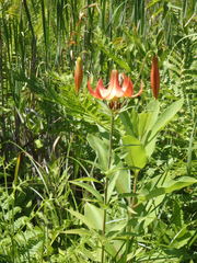Lilium canadense