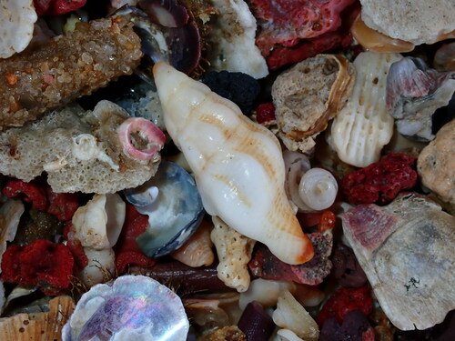 Peristernia ustulata observed 2023-05-03