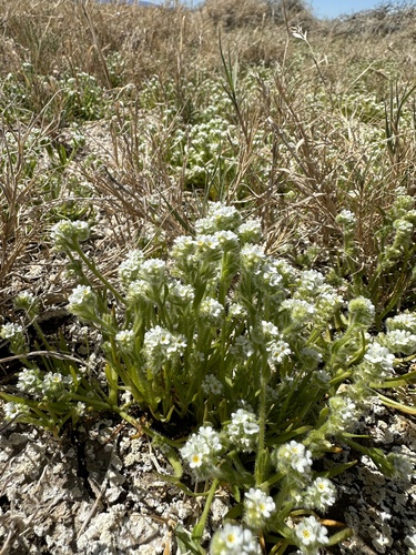 Image of desert popcornflower by (c) Matt Berger, some rights reserved (CC BY)