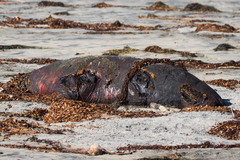 Zalophus californianus