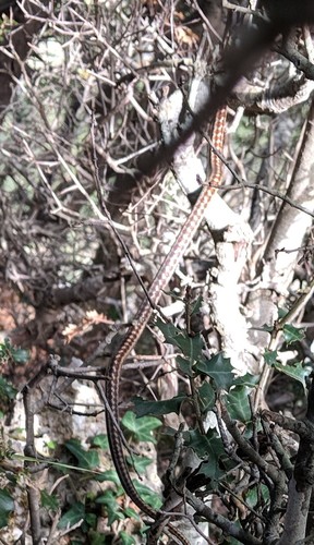 Zamenis situla