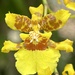 Kandyan Dancer Orchid - Photo (c) marcodiazz, some rights reserved (CC BY-NC)