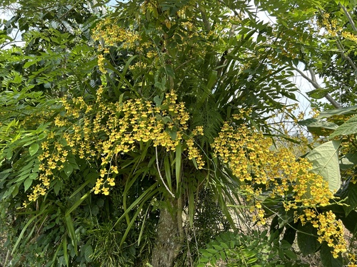 Oncidium sphacelatum