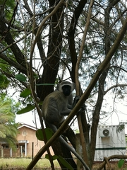 Chlorocebus pygerythrus