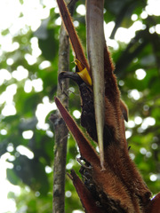Heliconia vellerigera