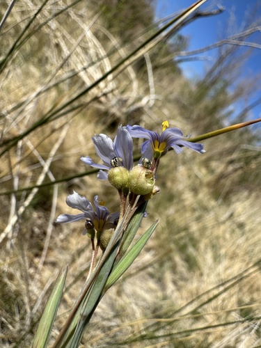 Image of Sisyrinchium funereum by (c) Matt Berger, some rights reserved (CC BY)