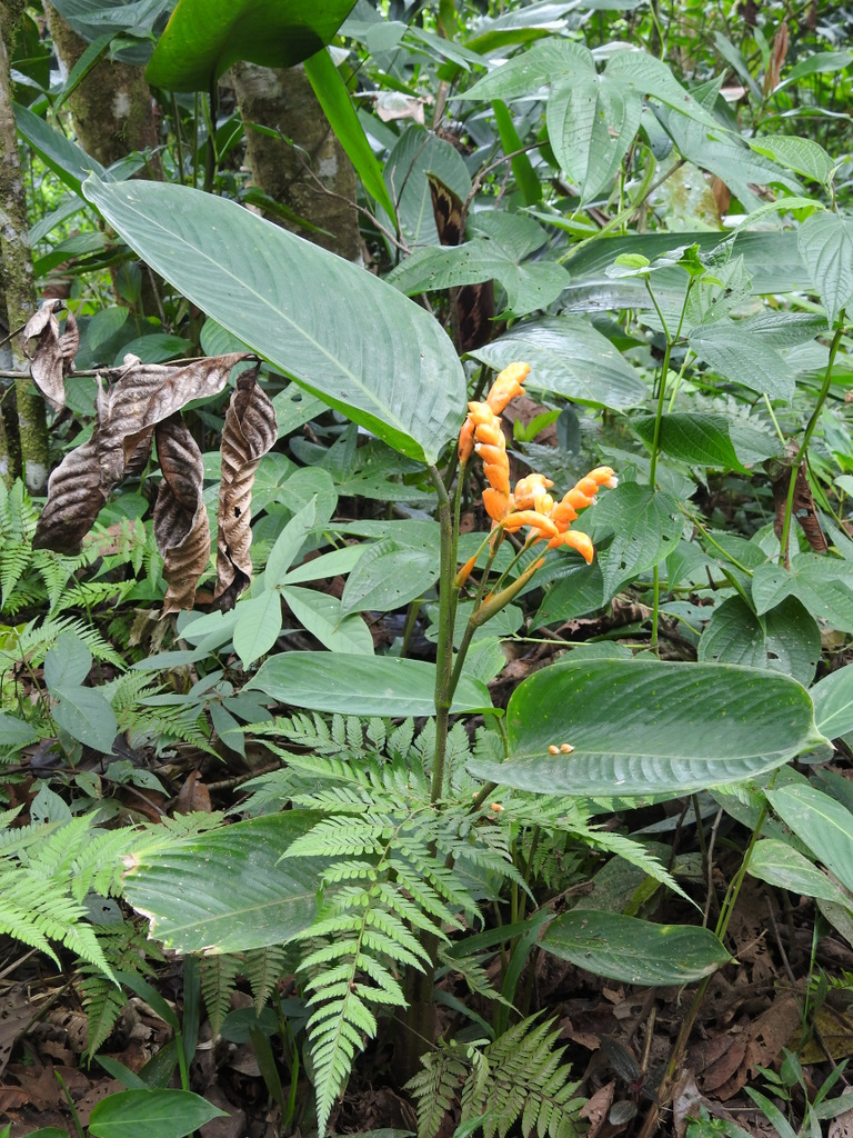 Stromanthe stromanthoides; photograph Guillermo Debandi, CC BY, iNaturalist via GBIF