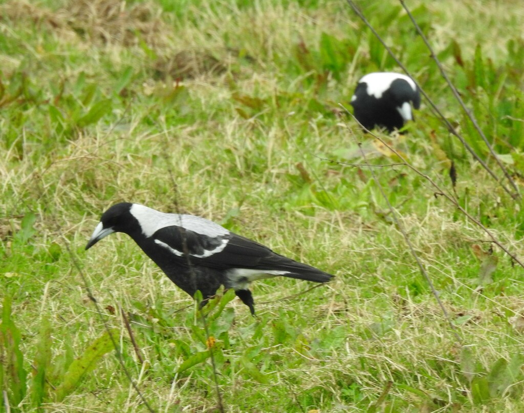 Australian Magpie from Burwood, Christchurch, New Zealand on May 03 ...