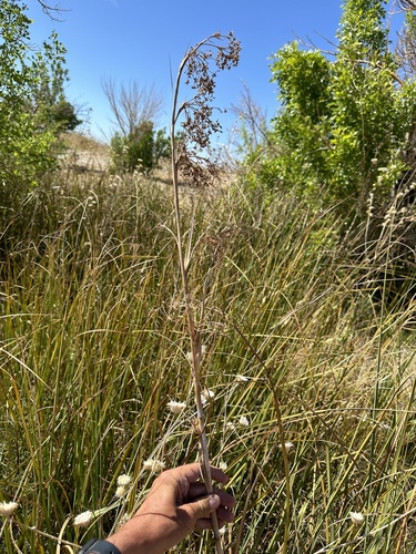 Image of Cladium californicum by (c) Matt Berger, some rights reserved (CC BY)