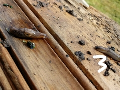Arionidae