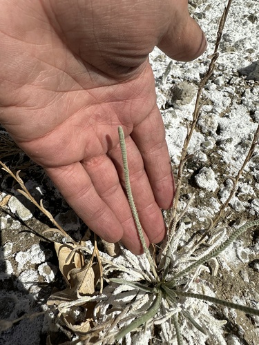 Image of Ivesia kingii by (c) Matt Berger, some rights reserved (CC BY)