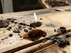 Arionidae