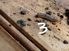 Arionidae