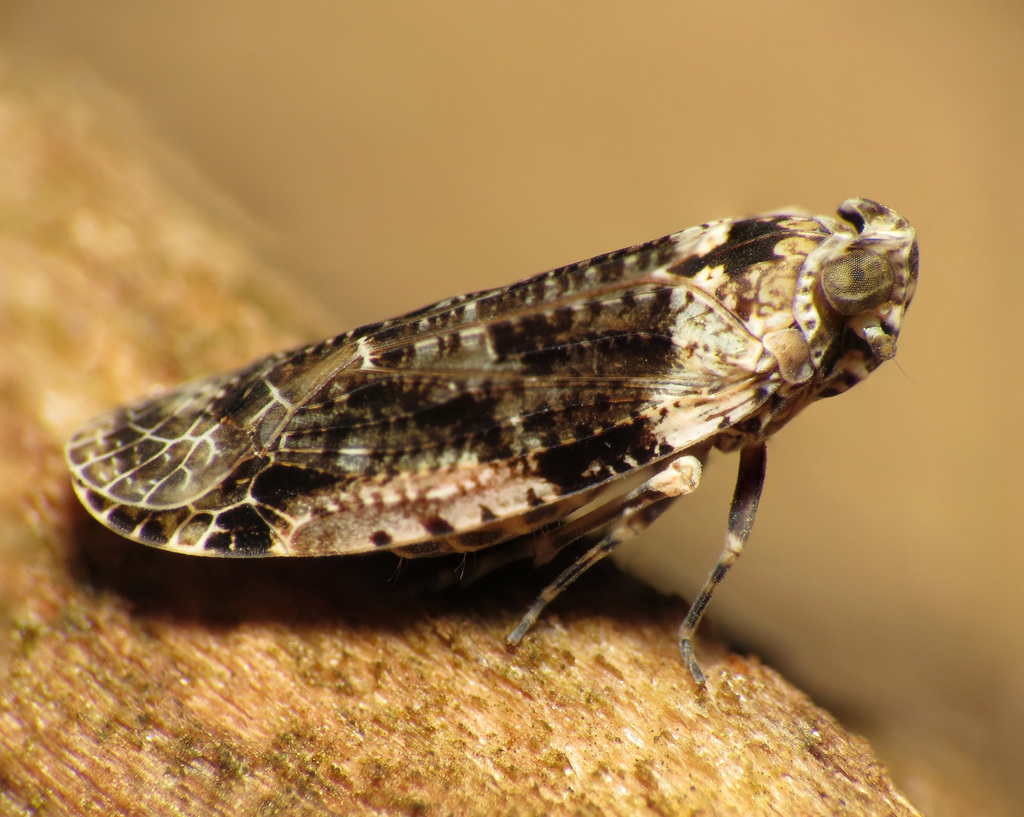 Myconinae