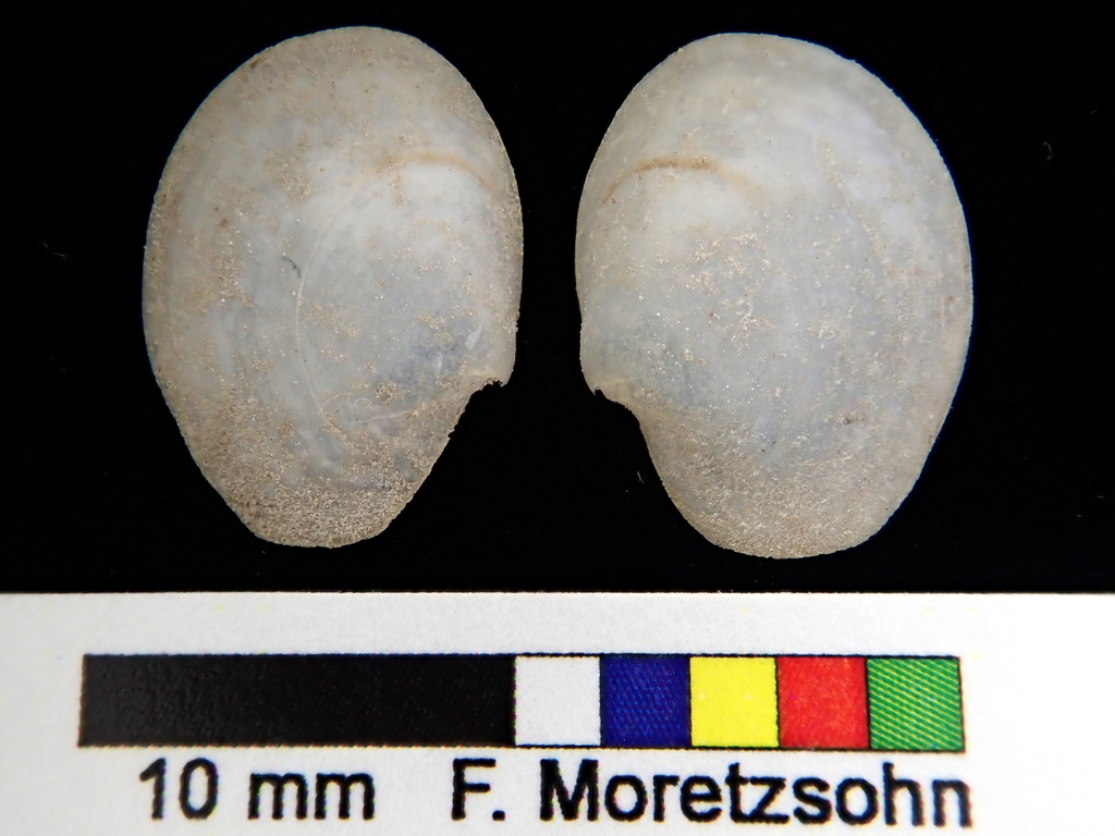 Periploma fragile