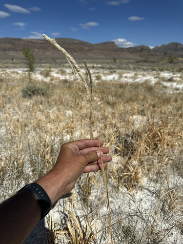 Image of Imperata brevifolia by (c) Matt Berger, some rights reserved (CC BY)