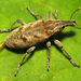 Large Thistle Weevil - Photo (c) Katja Schulz, some rights reserved (CC BY)