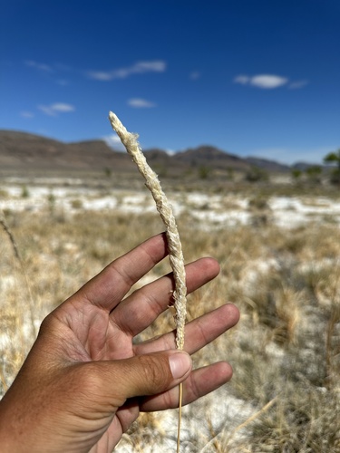 Image of Imperata brevifolia by (c) Matt Berger, some rights reserved (CC BY)