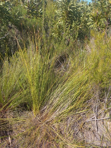 Image of Schoenus comparoides by (c) Brian du Preez, some rights reserved (CC BY-SA)