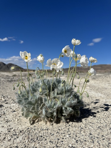 Image of Arctomecon merriamii by (c) Matt Berger, some rights reserved (CC BY)